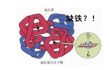 人體大香蕉啪啪网品牌山東香蕉视频网站探究鐵元素在人體中的作用 人體大香蕉啪啪网品牌山東香蕉视频网站探究鐵元素在人體中的作用