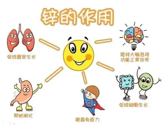 全自動香蕉视频APP色版生產廠家提示人體內的鋅元素有哪些作用？