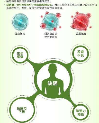 醫用大香蕉啪啪网廠家提醒關愛男性健康，硒元素也不能少！
